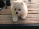 2 Aylık Erkek Pomeranian Teddy Bear